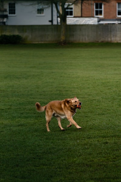 棕色短涂布的狗运行在绿色草地白天
